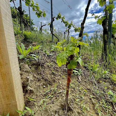 Panorama Apartmanhaz * Badacsonytomaj