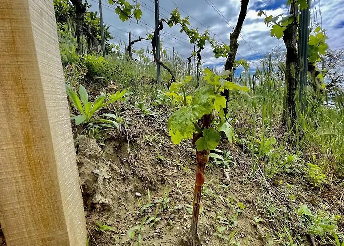 Panorama * Badacsonytomaj